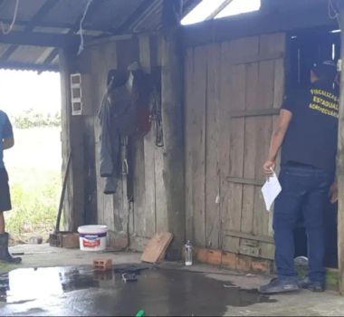 Imagem - Adepará interdita abatedouro de suíno clandestino no município de Bragança
