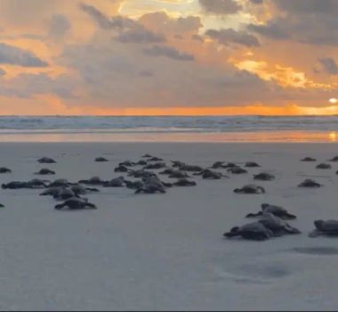 Imagem - Mais de 100 filhotes de tartarugas marinhas são soltos em Salinópolis com o apoio do Estado