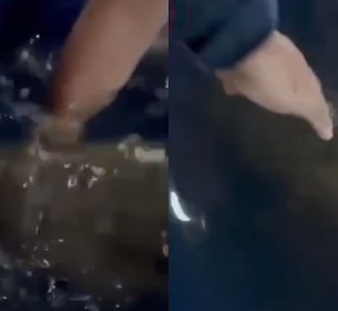 Imagem - Filhote de peixe-boi é resgatado após ser encontrado debilitado em rio no oeste do Pará