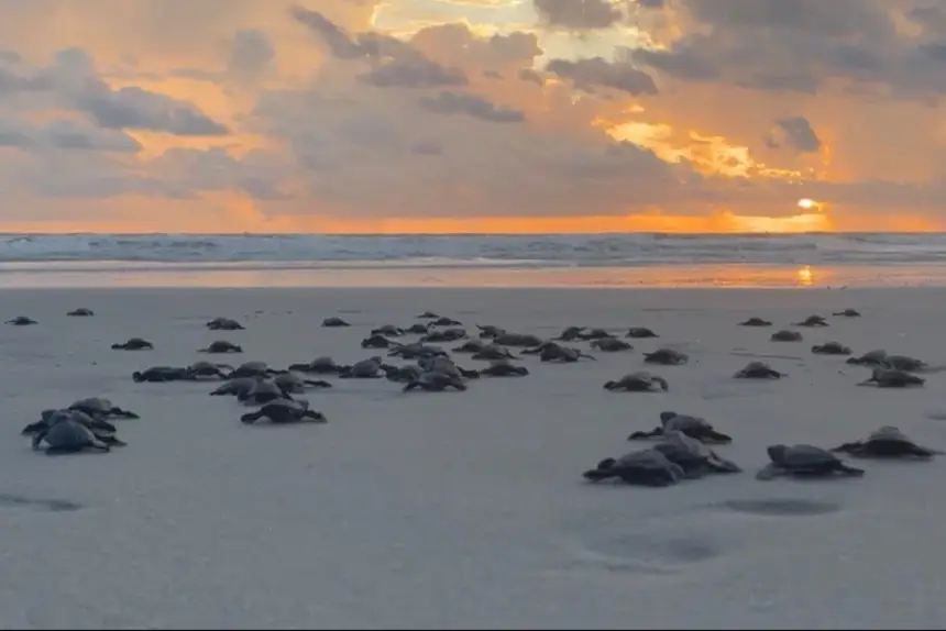 Imagem - Mais de 100 filhotes de tartarugas marinhas são soltos em Salinópolis com o apoio do Estado