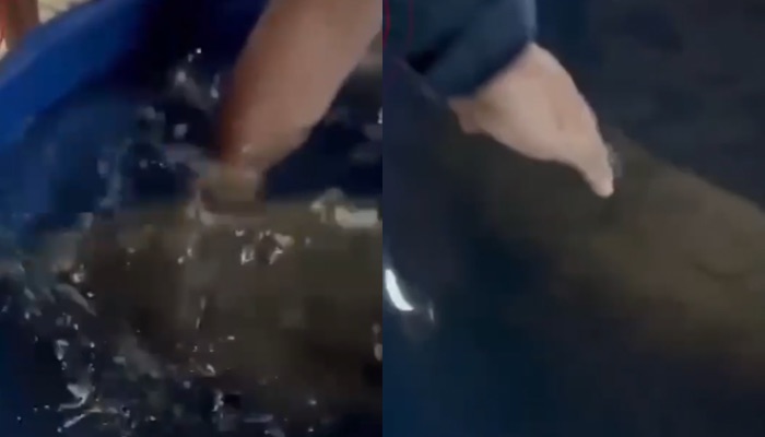 (Filhote de peixe-boi é resgatado após ser encontrado debilitado em rio no oeste do Pará)
