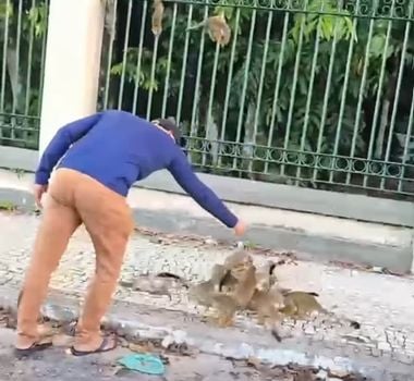 Imagem - Homem é flagrado alimentando macacos no Bosque Rodrigues Alves, em Belém