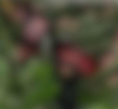 Imagem - Mulher trans é morta a tiros na zona rural de Moju