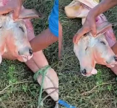 Imagem - Bezerro nasce com duas cabeças no Maranhão e surpreende moradores