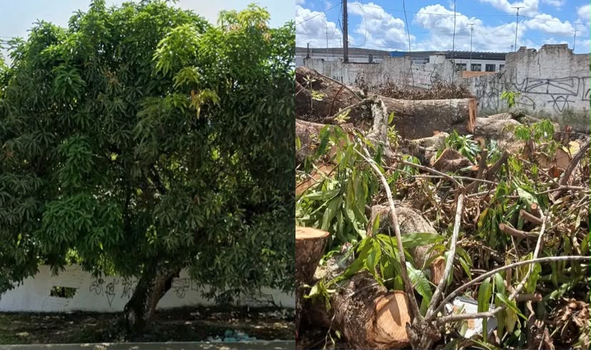 A denúncia foi feita em uma publicação no Instagram, que criticou a retirada da árvore sem esclarecimentos públicos sobre os motivos da intervenção