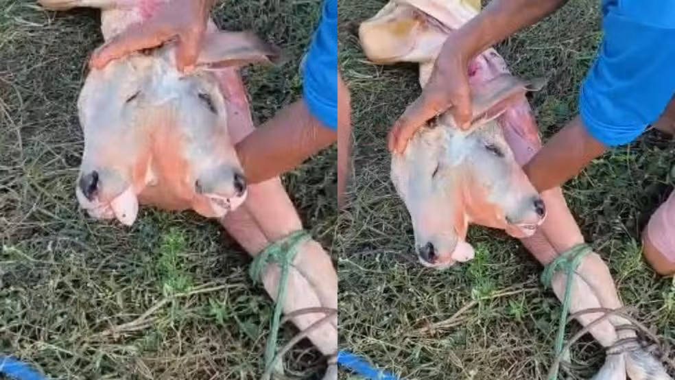 Caso raro em Apicum-açu terminou com morte do filhote, mas vaca sobreviveu após atendimento veterinário