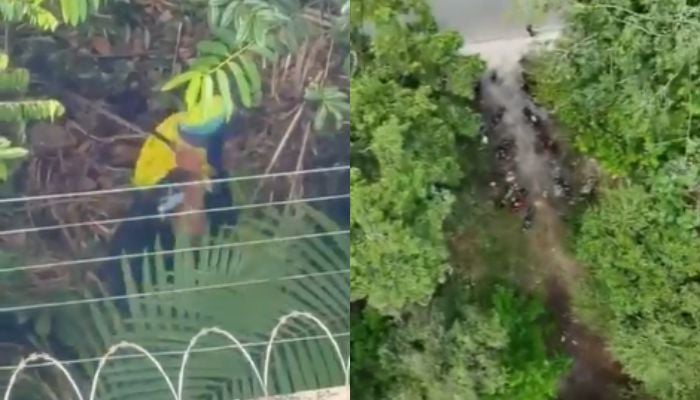 Imagem - Moradores denunciam avanço de ocupação e desmatamento em área de mata no Parque Verde, em Belém