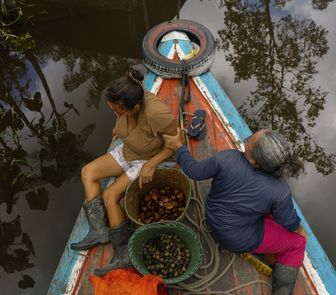 Imagem - Nova startup de bioingredientes vai conectar cadeias sustentáveis da Amazônia ao mercado global