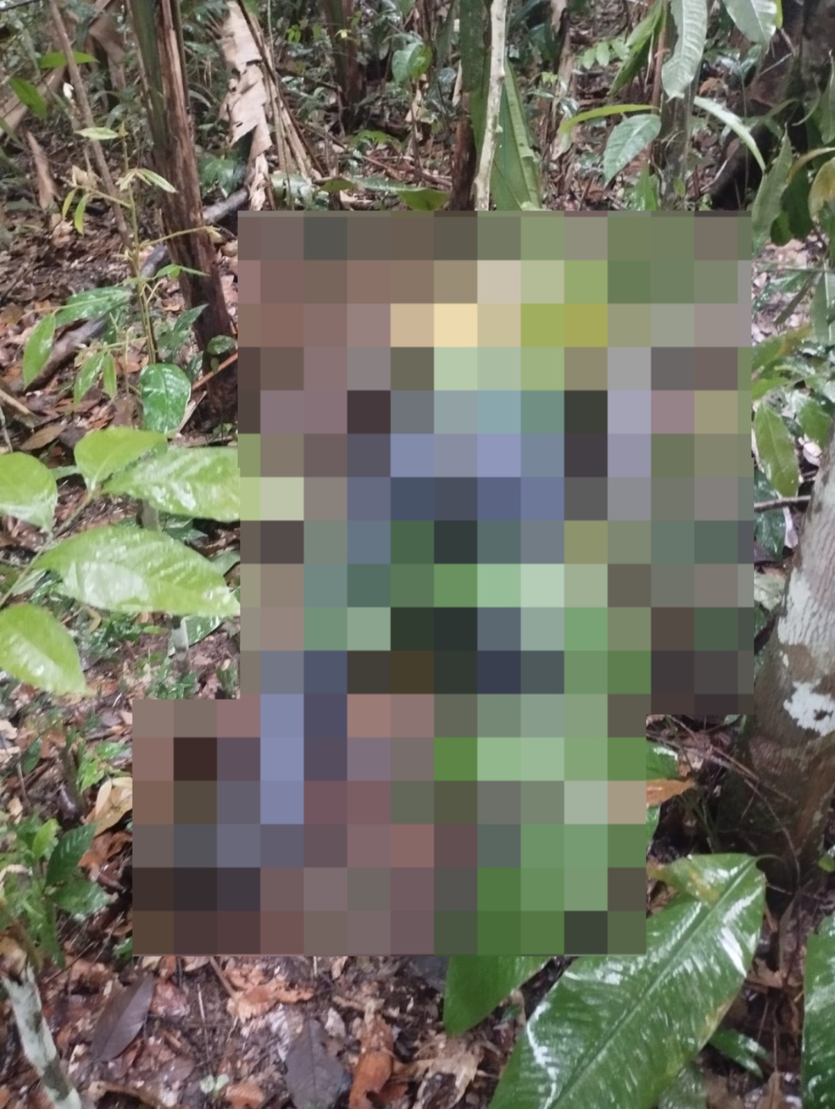 Imagem - Jovem desaparecido é encontrado morto em área de mata em Castanhal