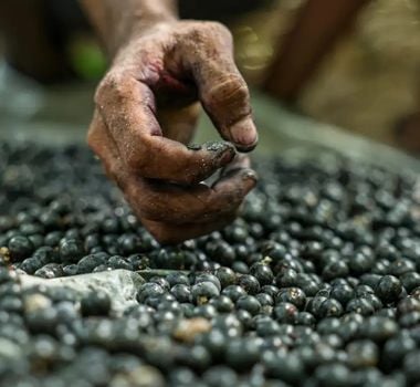 Imagem - El Niño pode afetar safra do açaí no Pará: risco de seca exige atenção de produtores e consumidores