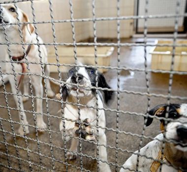 Imagem - Tribunal de SC nega a mulher pensão alimentícia do ex para pets