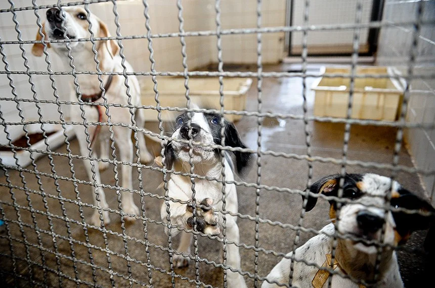 Tribunal de SC nega a mulher pensão alimentícia do ex para pets - 