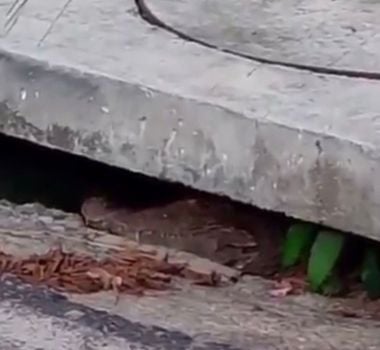 Imagem - Vídeo: jacaré é visto em bueiro no Curió-Utinga, em Belém