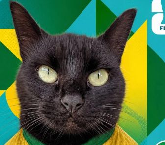 Imagem - Gatinho vidente que já acertou três resultados crava vitória do Brasil contra o Japão