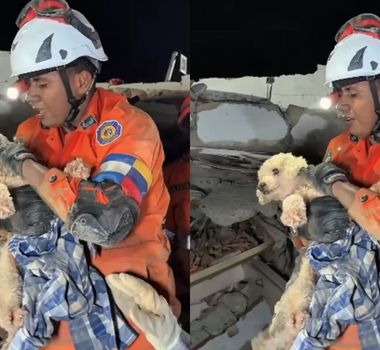 Imagem - Cadela é resgatada com vida após passar cinco dias sob escombros de terremoto na Venezuela