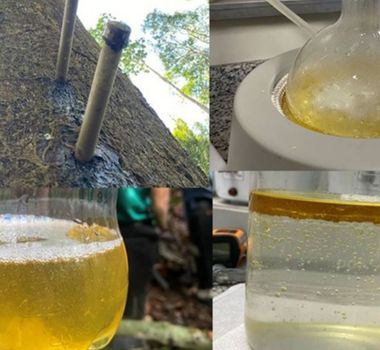 Imagem - Em pesquisa feita pela Ufopa, copaíba-amazônica surge como alternativa sustentável para combater carrapato bovino