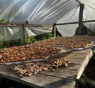 Imagem - Pesquisa transforma resíduo do babaçu em proteína e vira fonte de renda para comunidades amazônicas