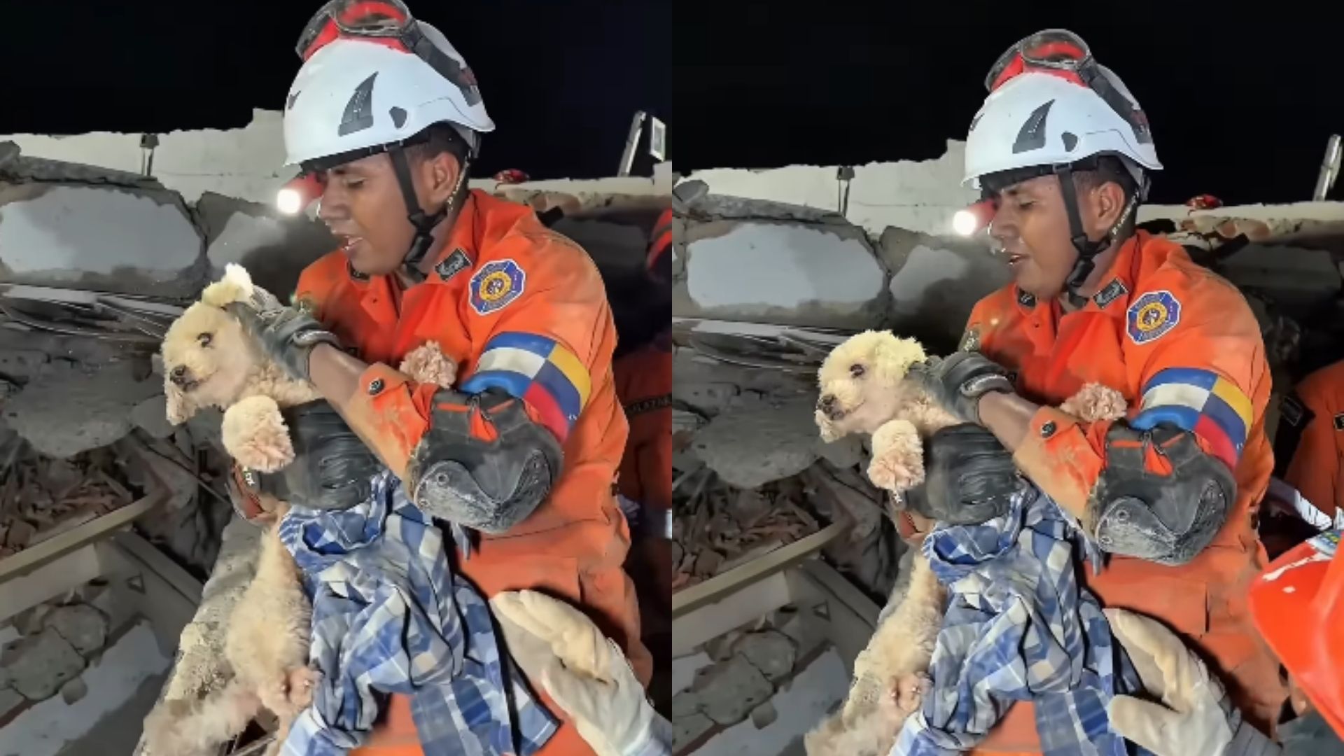 Imagem - Cadela é resgatada com vida após passar cinco dias sob escombros de terremoto na Venezuela