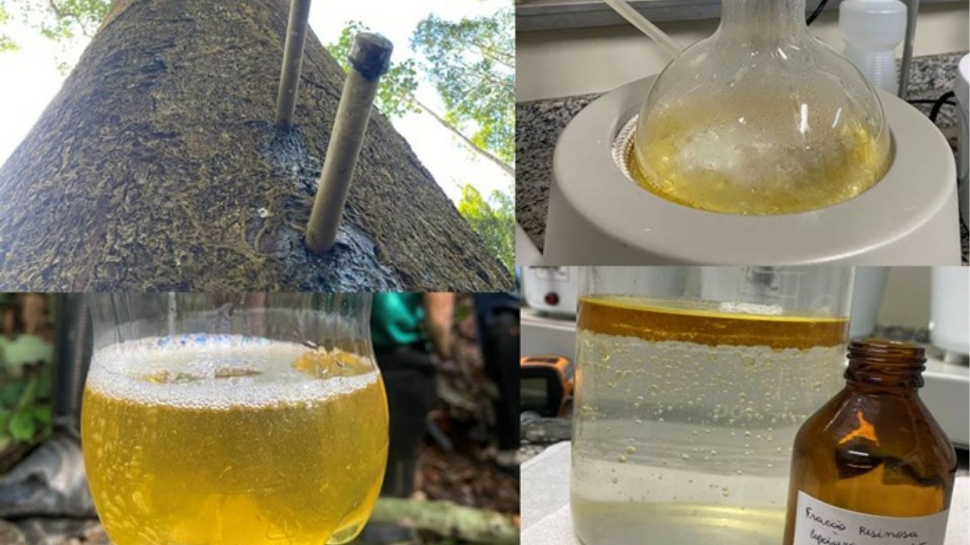 Imagem - Em pesquisa feita pela Ufopa, copaíba-amazônica surge como alternativa sustentável para combater carrapato bovino