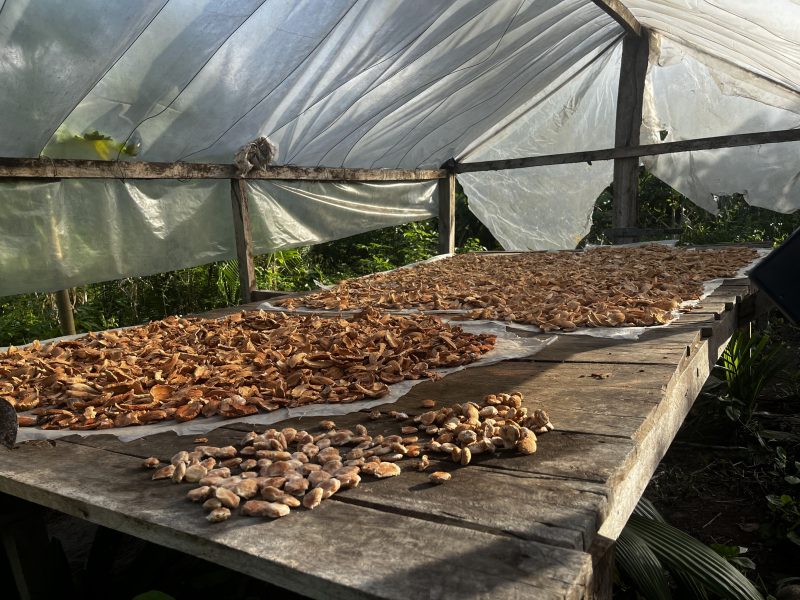 Pesquisa com participação do Pará transforma resíduo do babaçu em proteína para abrir nova frente de renda para comunidades amazônicas - 