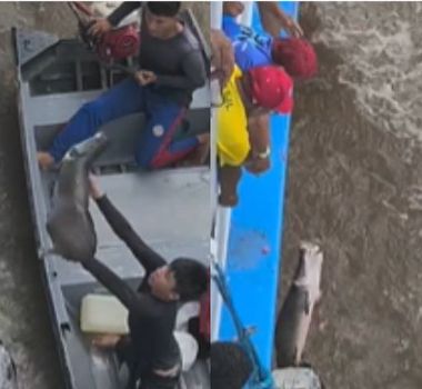 Imagem - Tentativa de transferir pirarucu entre barcos termina com peixe de volta ao rio