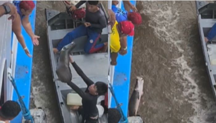 Tentativa de transferir pirarucu entre barcos termina com peixe de volta ao rio