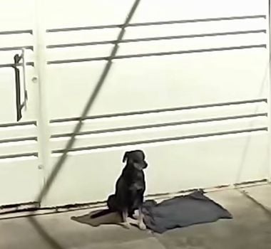 Imagem - Cachorro abandonado após mudança, fica 4 dias na porta da casa e é adotado por novos moradores