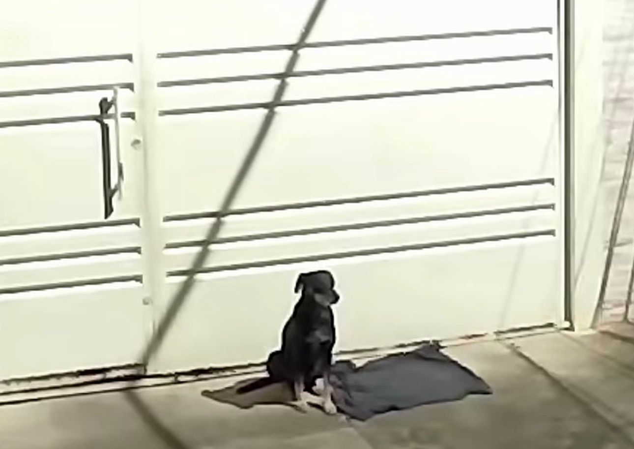 Abandonado por antigos moradores, cachorro fica 4 dias esperando na porta da casa e é adotado por nova moradora - 