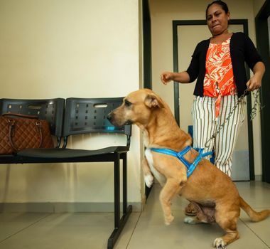 Imagem - Vacinação, microchipagem e exames gratuitos para pets serão oferecidos neste sábado em Belém