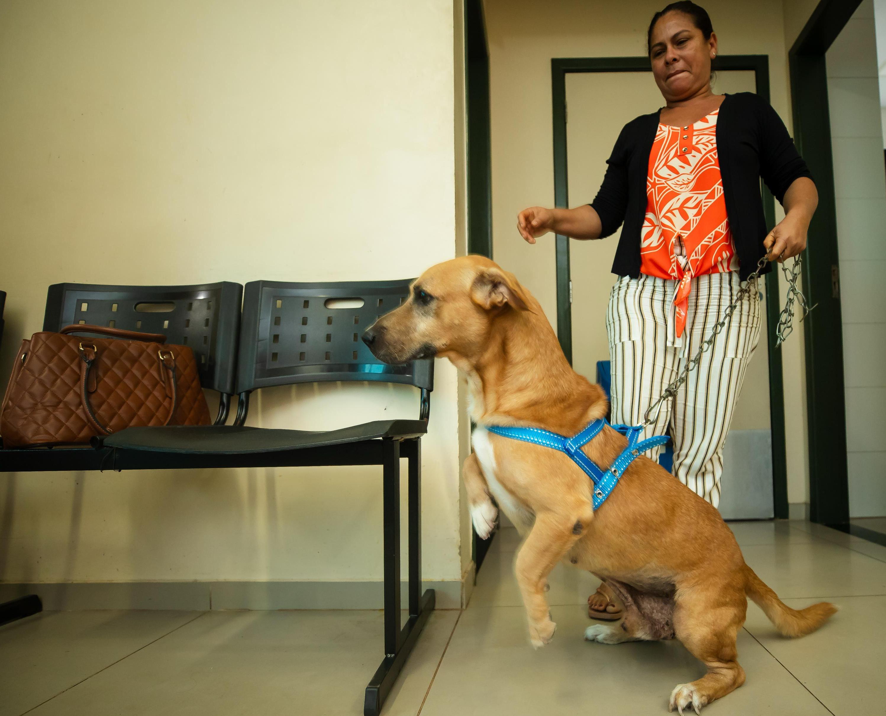 Ação do TJPA também terá cadastro para castração, emissão de RG Pet e orientações aos tutores

