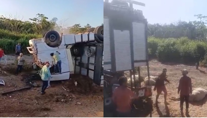 (Caminhão carregado de gado tomba em curva na PA-151, em Baião)