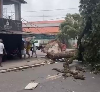 Imagem - Ventania derruba árvore e assusta moradores no bairro do Jurunas
