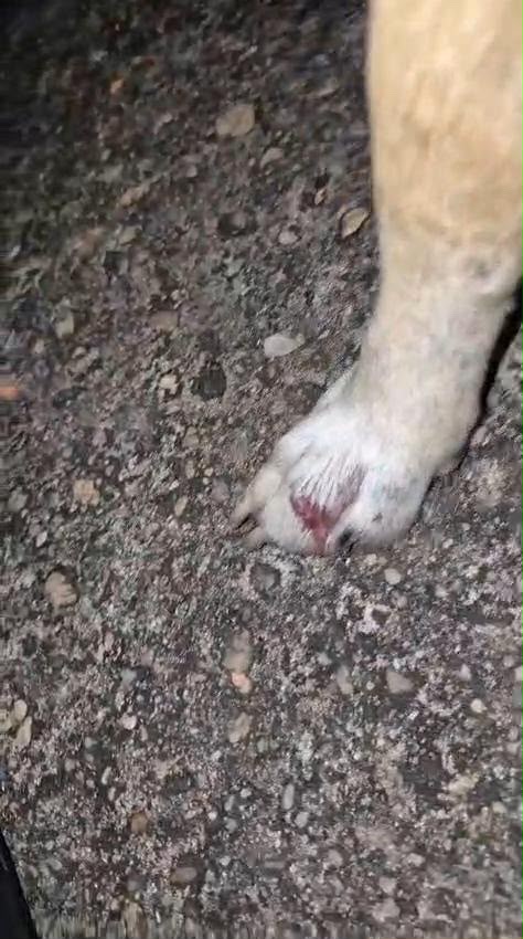 (Animal acabou se ferindo na tábua repleta de pregos) 