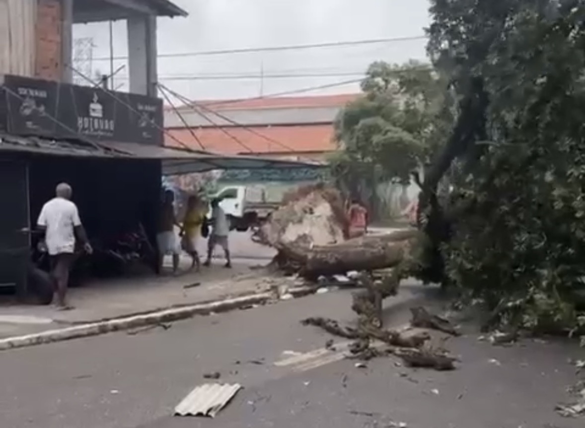 Ventania derruba árvore e assusta moradores no bairro do Jurunas

