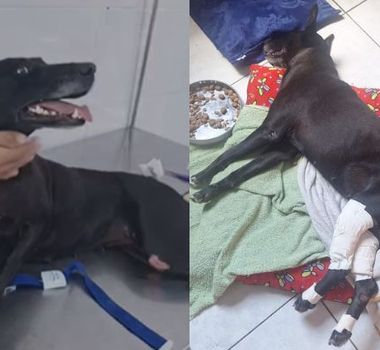 Imagem - Denúncia apura suspeita de abuso sexual contra cadelas comunitárias em Ananindeua
