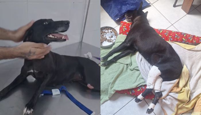 Denúncia apura suspeita de abuso sexual contra cadelas comunitárias em Ananindeua