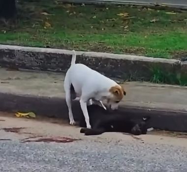 Imagem - Vídeo mostra cachorro permanecendo ao lado de companheiro atropelado e afasta urubus após acidente em Belém