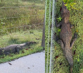Imagem - Jacaré é visto na Rua da Marinha e chama atenção de motoristas em Belém