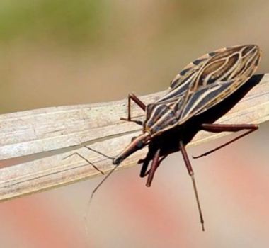 Imagem - Anvisa aprova novo tratamento infantil para combater doença de Chagas