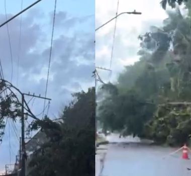 Imagem - Vídeo: Árvore do Parque do Utinga cai em rua no Curió e moradores cobram providências