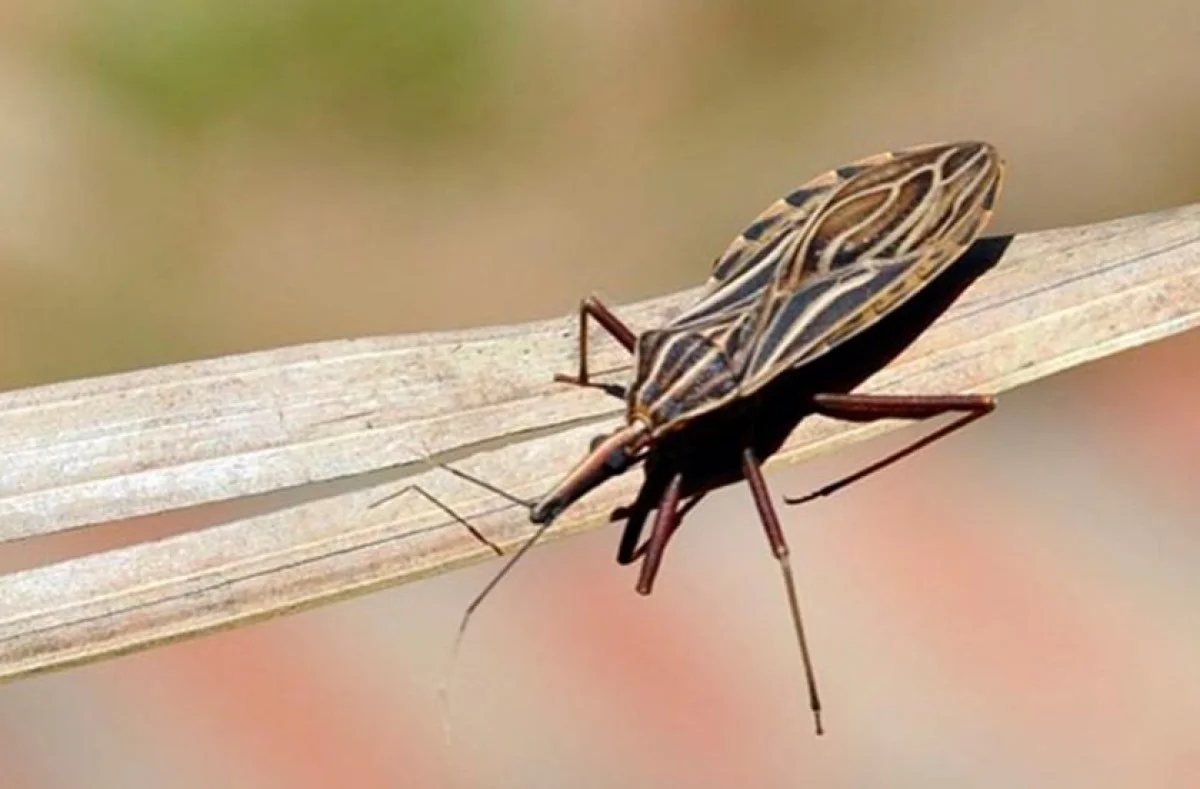 Anvisa aprova novo tratamento infantil para combater doença de Chagas