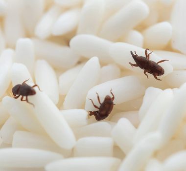 Imagem - Bichinho do arroz: saiba o perigo por traz do parasita conhecido como ‘gorgulho’