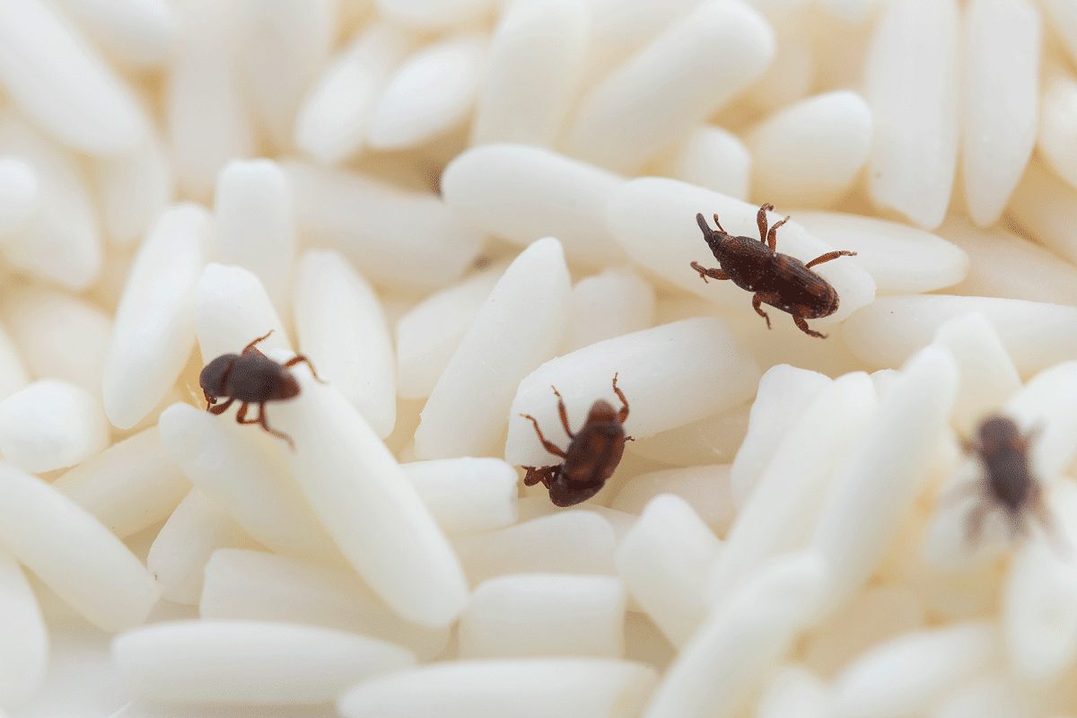 Bichinho do arroz: saiba o perigo por traz do parasita conhecido como ‘gorgulho’