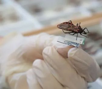 Imagem - Anvisa aprova novo medicamento infantil contra a doença de Chagas