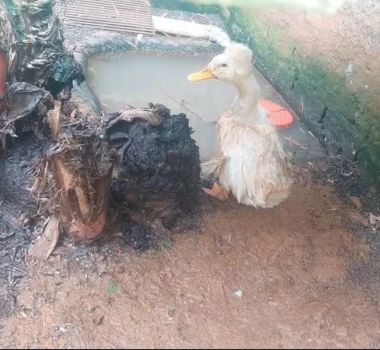 Imagem - Zoo clandestino interditado diz que tratava animais com "carinho"