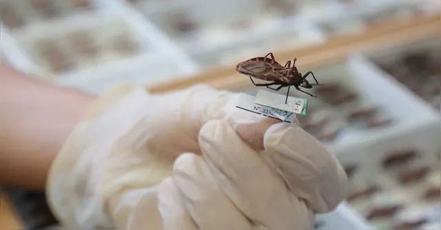 Anvisa aprova novo medicamento infantil contra a doença de Chagas
