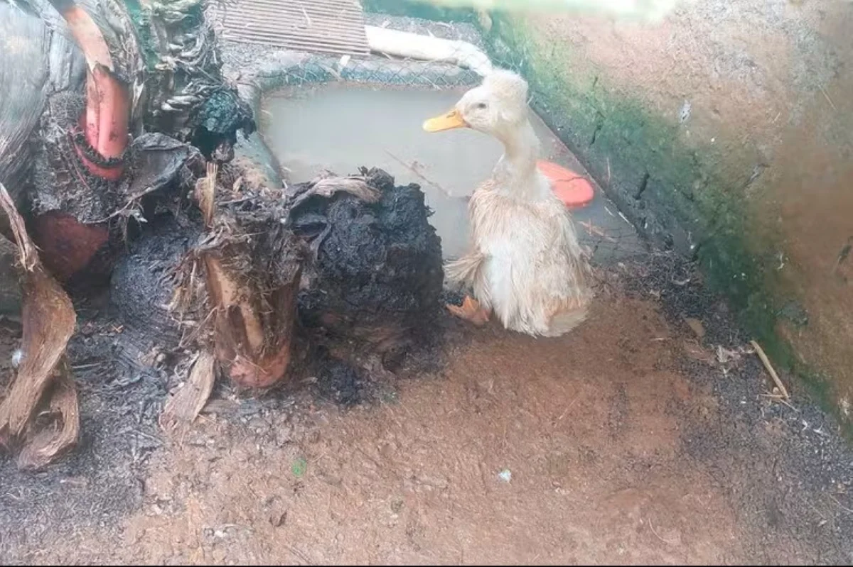 Zoo clandestino interditado diz que tratava animais com "carinho"