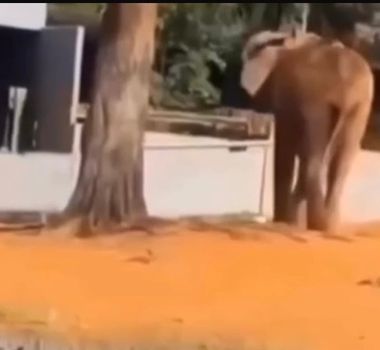 Imagem - Mulher invade recinto de elefante no Zoológico de Brasília; veja vídeo