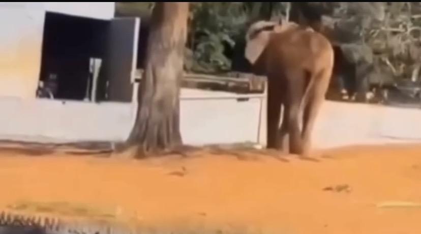 De acordo com a Fundação Jardim Zoológico de Brasília, a invasora foi retirada rapidamente pela equipe de vigilância e recebeu atendimento após apresentar sinais de um possível surto

