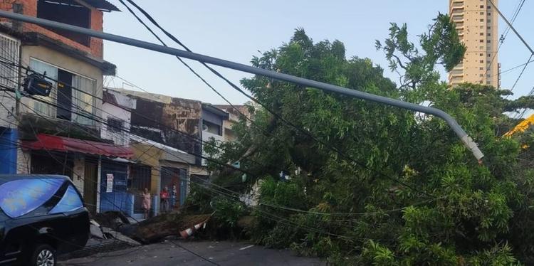 Registro feito por testemunhas após a queda da árvore.